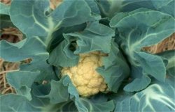 <strong>花椰菜常见缺素症防治</strong>