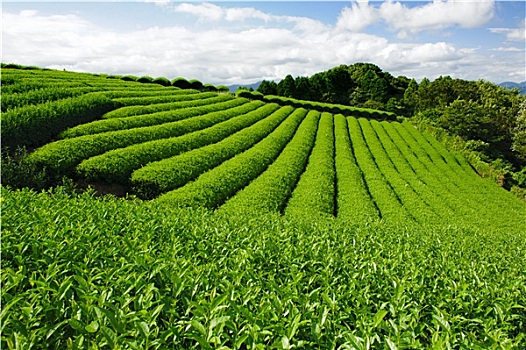 茶园要如何预防倒春寒危害好?