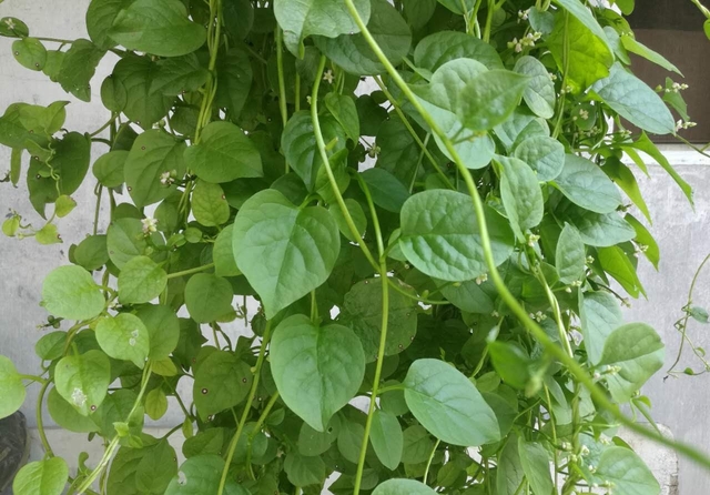 猫耳菜种植方法技术