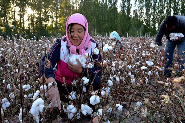 棉花怎么施肥产量高