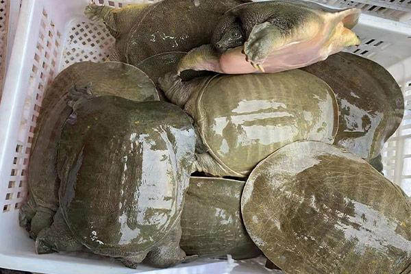 甲鱼红脖子病要怎么防治好?
