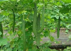 <strong>丝瓜烂花的症状有哪些？防治措施要怎么做好？</strong>