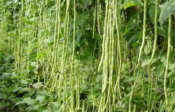<strong>大棚豆角栽培管理要点</strong>