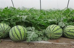 <strong>寒潮后西瓜育苗期及定植技术要点</strong>