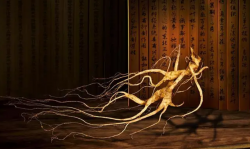 <strong>适合北方种植的药材品种？人参的生长环境有哪些？</strong>