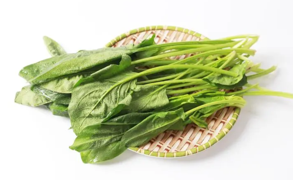 北方地区菠菜越冬需要覆盖吗?菠菜的特点