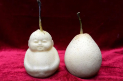 <strong>人参果在北方能种植吗？人参果的生长特性</strong>