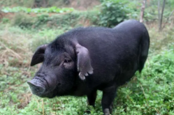 我国养猪生产的主要疫病有哪些？如何消毒？