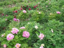 <strong>牡丹花什么时候开花？花期怎样做好管理？</strong>