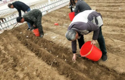 <strong>生物菌肥是什么？国家生物菌肥执行标准？</strong>