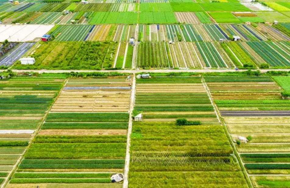 基本农田可以建蔬菜大棚吗？