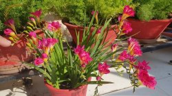 <strong>香雪兰一年开几次花？怎样养才能开花？</strong>