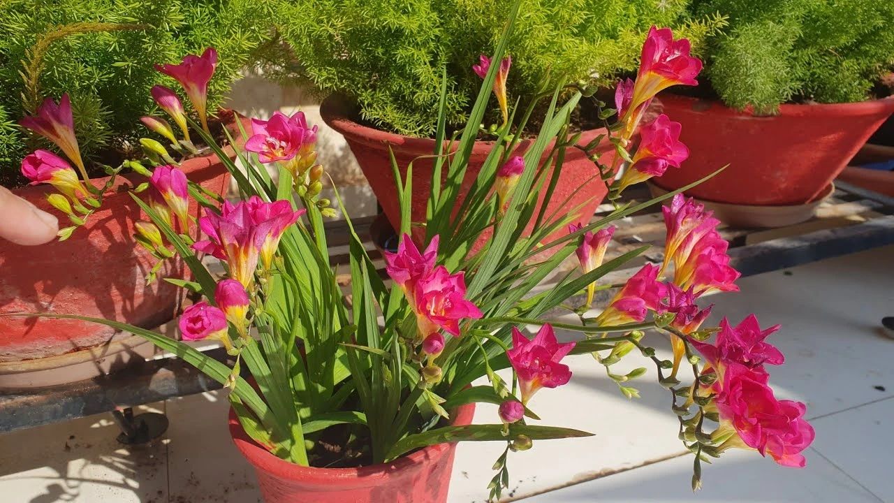 香雪兰一年开几次花?怎样养才能开花?