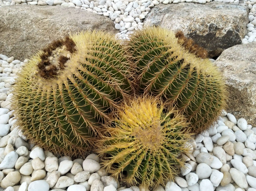 一年四季不用管又耐旱的植物有哪些?