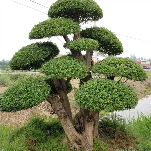 对节白蜡大面积落叶是什么原因?