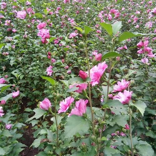 盆栽木槿花如何养护才能开花多？