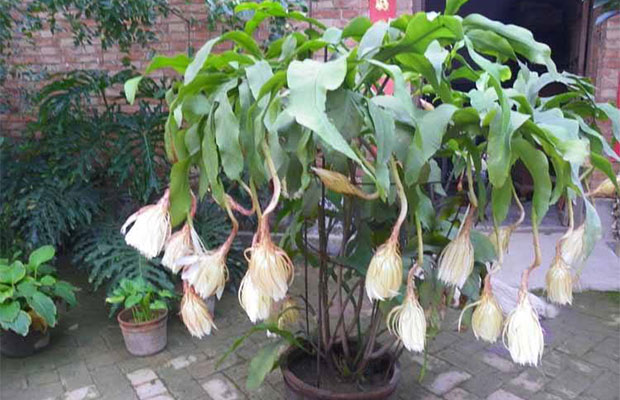 昙花养护的要点事项