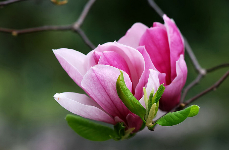 辛夷花的特点以及花语和寓意是什么?