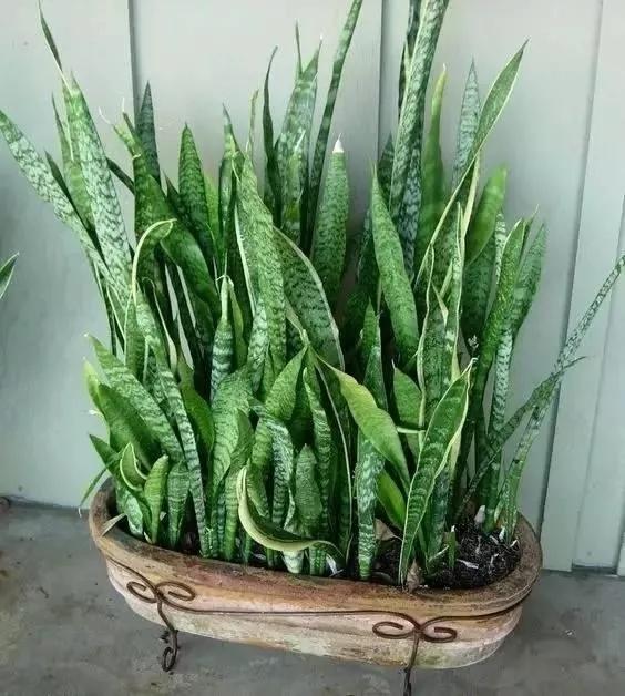 虎皮兰常见虫害的防治方法