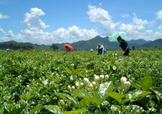 <strong>茉莉花烂根的原因及处理方法</strong>