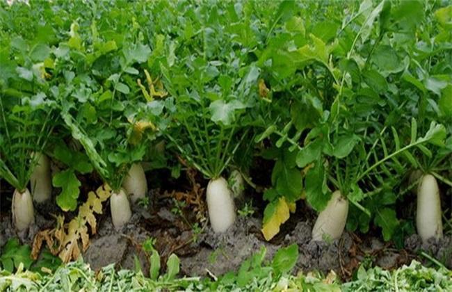 霜降后萝卜白菜未长大怎么管理?