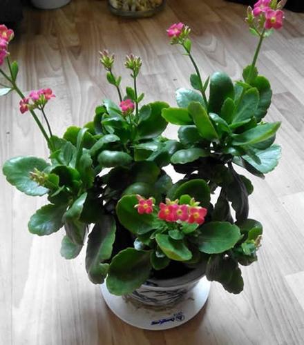 花用什么肥料好?