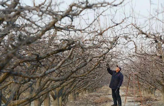 果树冬季施什么肥最好?