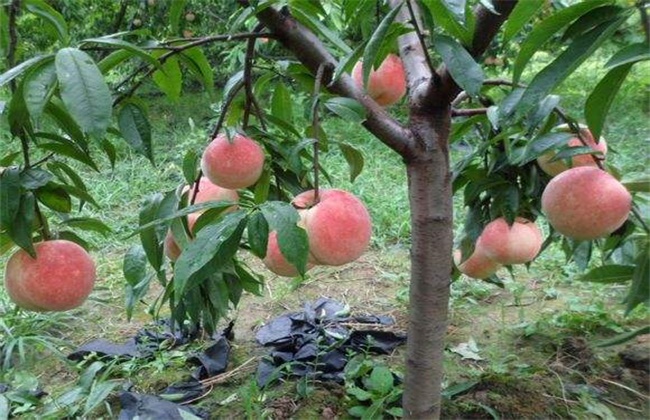 桃树红蜘蛛的症状是什么?有哪些防治方法?