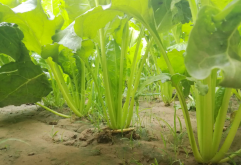 <strong>根达菜的学名叫什么？几月种植？</strong>