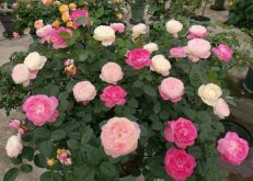 <strong>月季花怎么浇水？</strong>