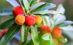<strong>杨梅开花季节以及抽几次枝梢？什么季节环割？</strong>