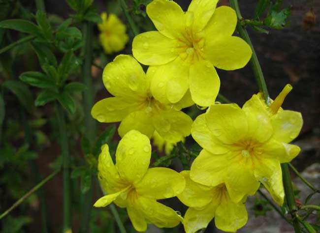迎春花6种病害症状及防治方法