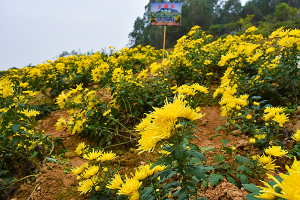 菊花的春季养护要点