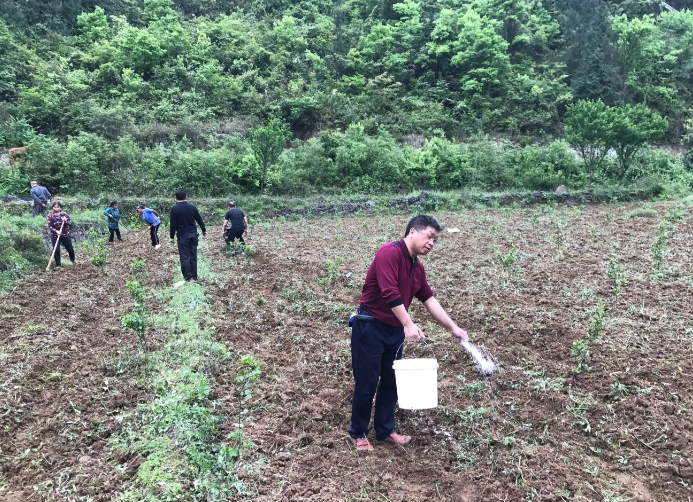 化粪池的粪水能直接当肥料吗？