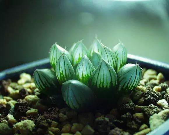 玉露叶片干瘪是什么原因？