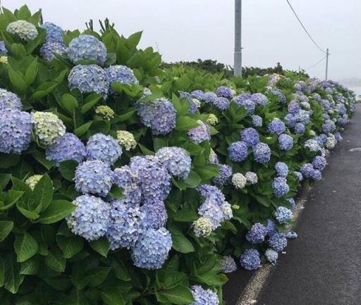 绣球花怎么调色?