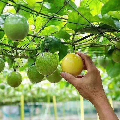 如何做好百香果的种植管理工作?