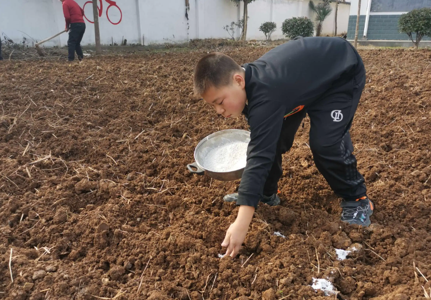 复合肥的作用是什么?撒地里多久失效?