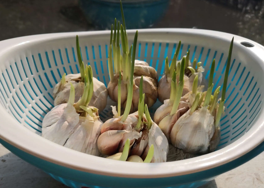 水培大蒜种植的时间,各阶段的方法技巧