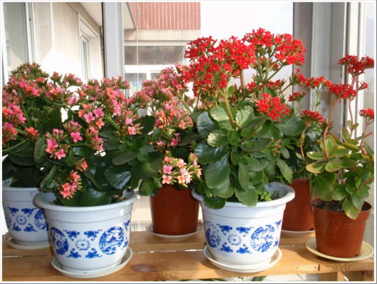 长寿花怎么养成老桩?