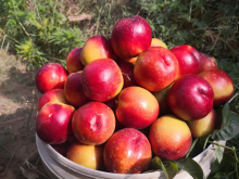 <strong>中油27号油桃的特点和种植技巧！</strong>