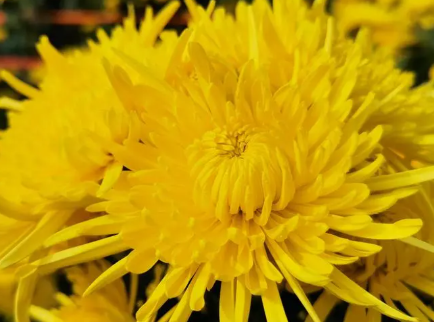 黄色菊花有哪些品种?黄色菊花的寓意是什么?