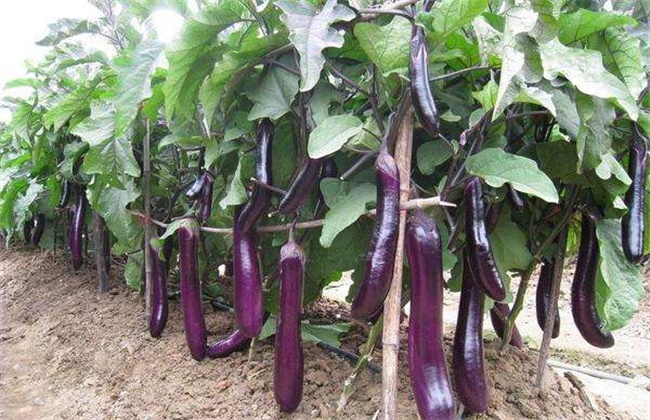 茄子苗期要怎么分苗?分苗后的管理要点有哪些?