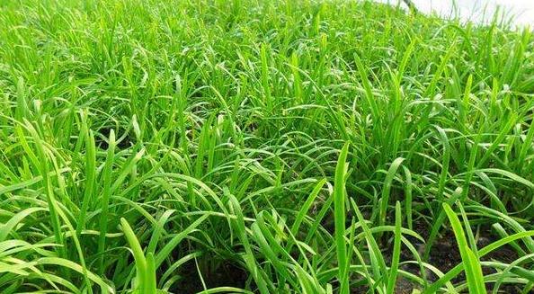 韭菜收割后的管理要点