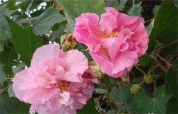 <b>芙蓉花怎么浇水？</b>