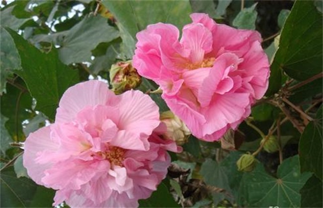 芙蓉花怎么浇水?