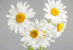 <strong>花种子一般要泡多久后种植?</strong>
