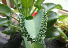 <strong>不死鸟是什么植物？有哪些特点？</strong>