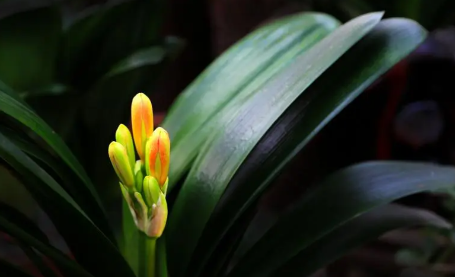 在家容易养又好看的花草有哪些?