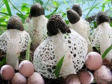 <b>竹荪人工栽培关键技术</b>